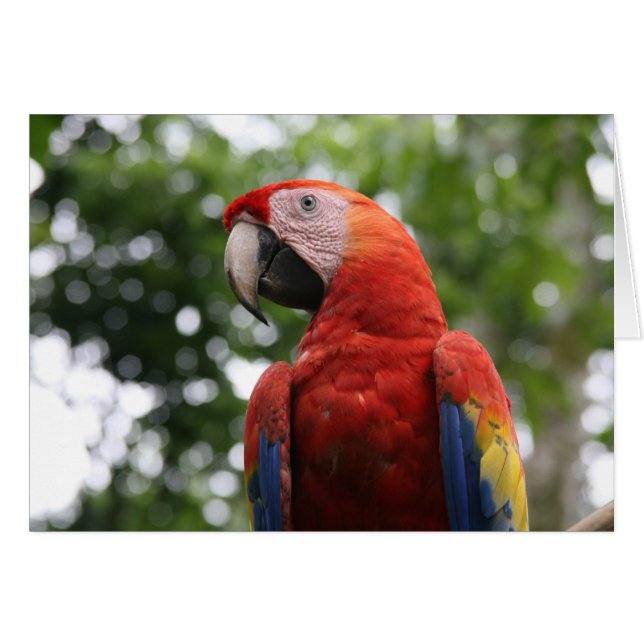 roja (Voorkant Horizontaal)