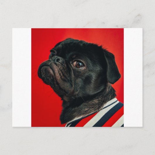 rojo-hond briefkaart (Voorkant)