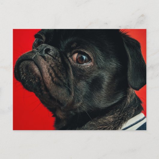 rojo-hond briefkaart (Voorkant)