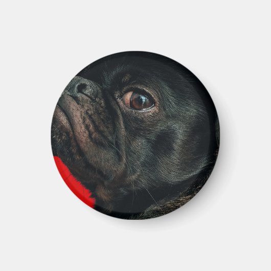 rojo-hond magneet (Voorkant)