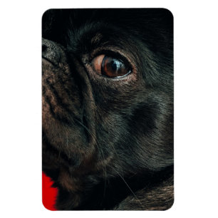 rojo-hond magneet