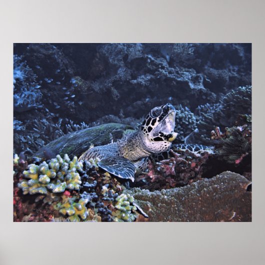 Rokerschildpad Poster (Voorkant)