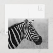 Rol zwart-wit zebrapatroon briefkaart (Voorkant / Achterkant)