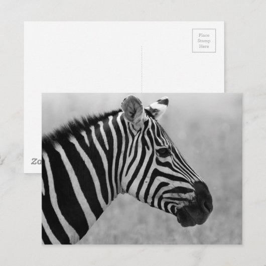 Rol zwart-wit zebrapatroon briefkaart (Voorkant / Achterkant)