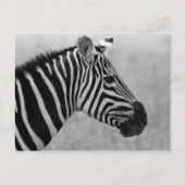 Rol zwart-wit zebrapatroon briefkaart (Voorkant)