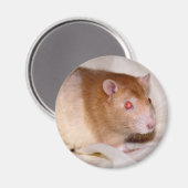 Rolando Magnet (Voorkant / Achterkant)