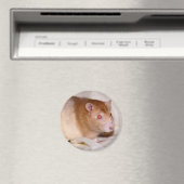 Rolando Magnet (Insitu (Vaatwasser))