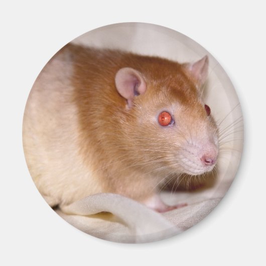 Rolando Magnet (Voorkant)