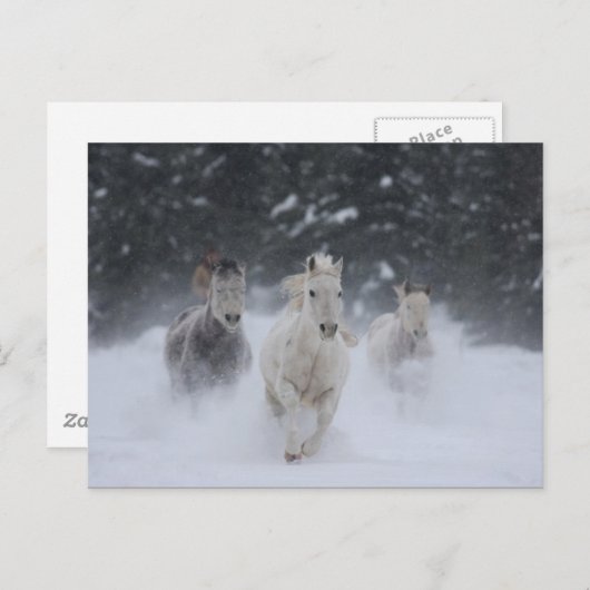 Roldemper Briefkaart (Voorkant / Achterkant)