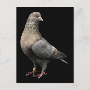 rolduif briefkaart