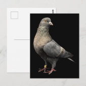 rolduif briefkaart (Voorkant / Achterkant)