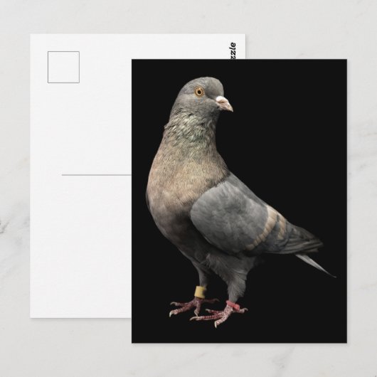 rolduif briefkaart (Voorkant / Achterkant)