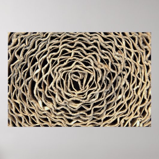 Rollen van golfpapier poster (Voorkant)