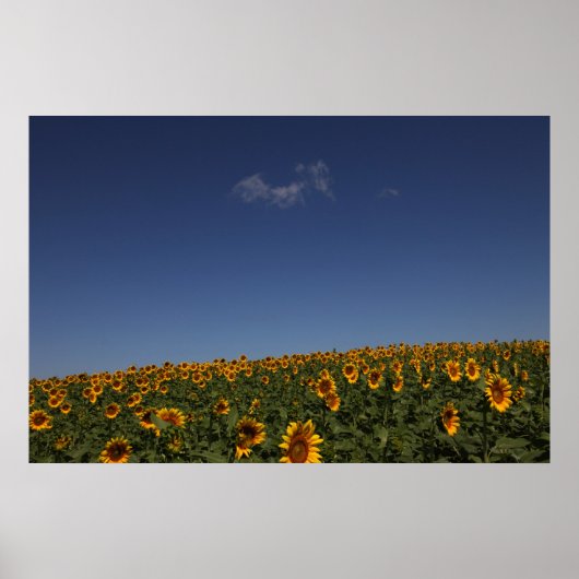 Rollende bloemen poster (Voorkant)
