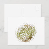 Rolling Golden Tumbleweed Plant Art Briefkaart (Voorkant / Achterkant)