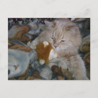 Rolmodel Cat Briefkaart