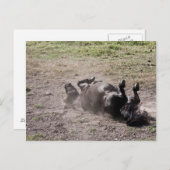 Rolpaard Briefkaart (Voorkant / Achterkant)