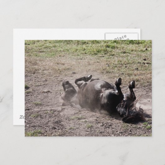 Rolpaard Briefkaart (Voorkant / Achterkant)