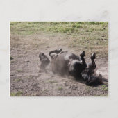 Rolpaard Briefkaart (Voorkant)