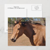 Roman Nose Briefkaart (Voorkant / Achterkant)
