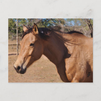 Roman Nose Briefkaart