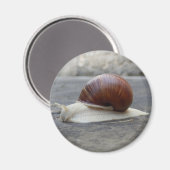 Roman Snail Magnet (Voorkant / Achterkant)