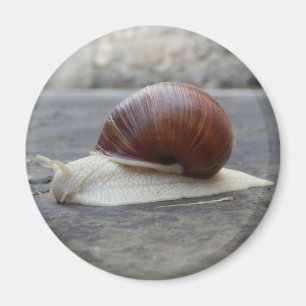 Roman Snail Magnet