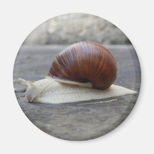 Roman Snail Magnet (Voorkant)