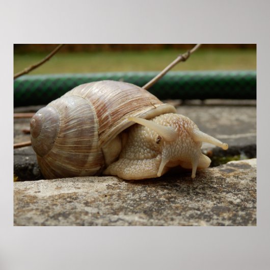 Roman Snail-Poster Poster (Voorkant)