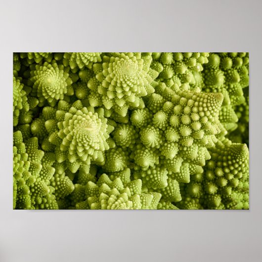Romanesco broccoli plant sluiting poster (Voorkant)