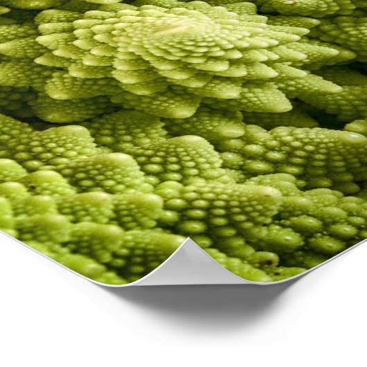 Romanesco broccoli plant sluiting poster (Hoek)