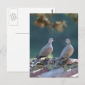 Romantic Doves Briefkaart (Voorkant / Achterkant)