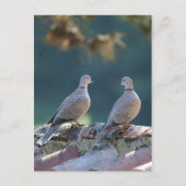 Romantic Doves Briefkaart (Voorkant)