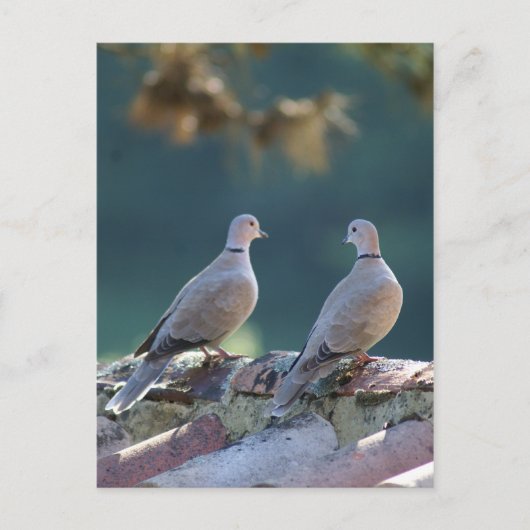 Romantic Doves Briefkaart (Voorkant)