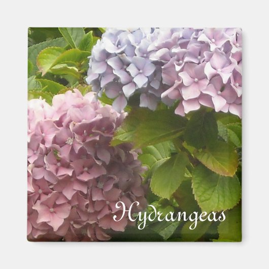 Romantic Hydrangeas Magneet (Voorkant)