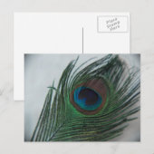 Romantic Peacock Feather Briefkaart (Voorkant / Achterkant)