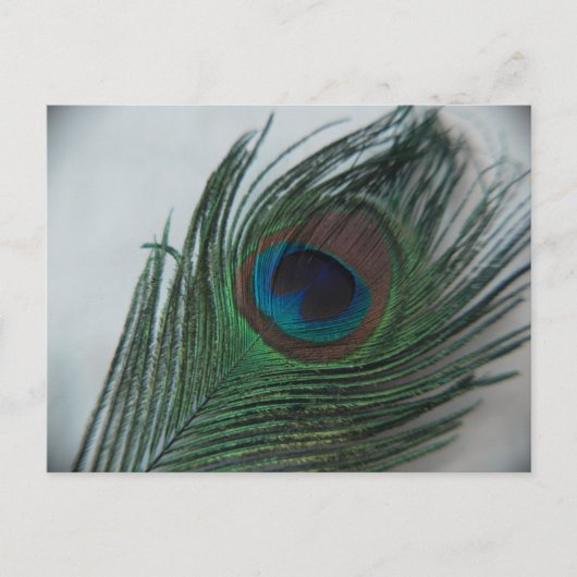 Romantic Peacock Feather Briefkaart (Voorkant)