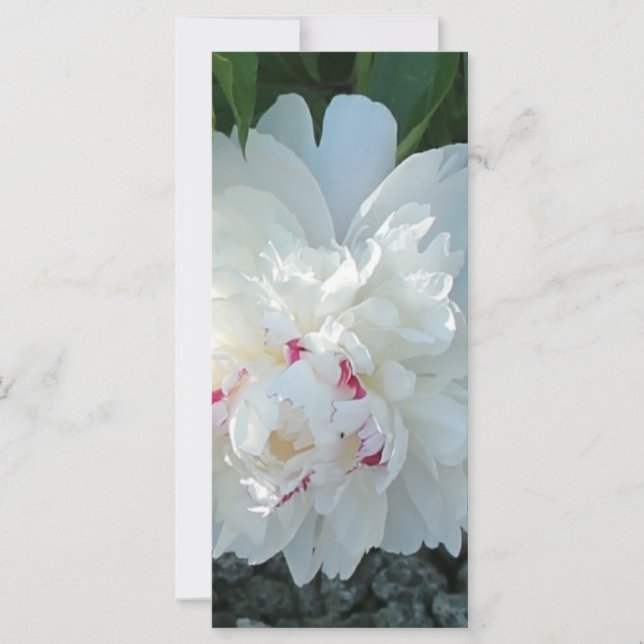 Romantic Peony Bladwijzer (Voorkant)
