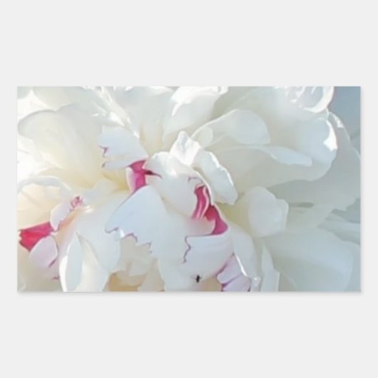 Romantic Peony Rectangle Sticker (Voorkant)