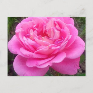 Romantic Pink Rose "Leonardo Da Vinci" Briefkaart