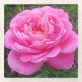 Romantic Pink Rose "Leonardo Da Vinci" Glazen Onderzetter (Voorkant)