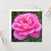 Romantic Pink Rose "Leonardo Da Vinci" Kaart (Voorkant / Achterkant in situ)