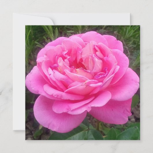 Romantic Pink Rose "Leonardo Da Vinci" Kaart (Voorkant)