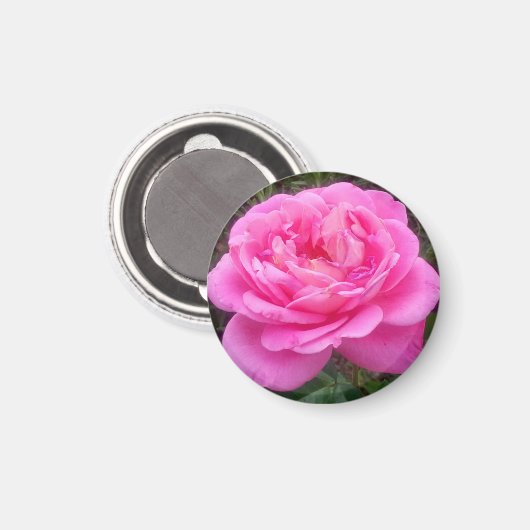 Romantic Pink Rose "Leonardo Da Vinci" Magneet (Voorkant / Achterkant)