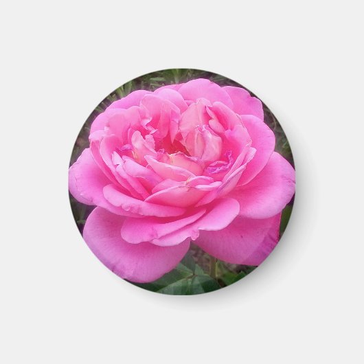 Romantic Pink Rose "Leonardo Da Vinci" Magneet (Voorkant)