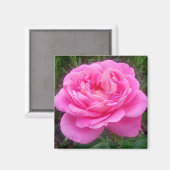 Romantic Pink Rose "Leonardo Da Vinci" Magnet (Voorkant / Achterkant)