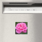 Romantic Pink Rose "Leonardo Da Vinci" Magnet (Insitu (Vaatwasser))