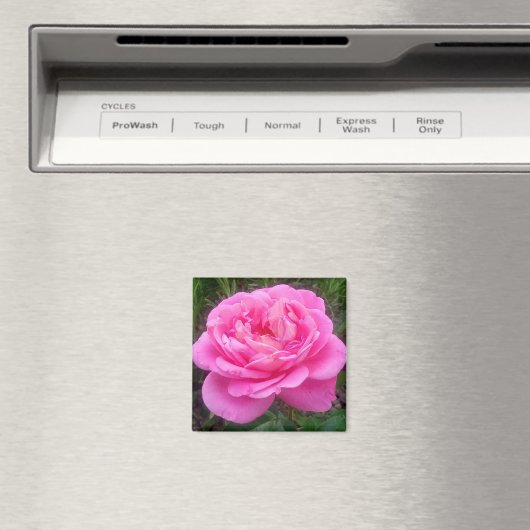 Romantic Pink Rose "Leonardo Da Vinci" Magnet (Insitu (Vaatwasser))