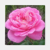 Romantic Pink Rose "Leonardo Da Vinci" Magnet (Voorkant)