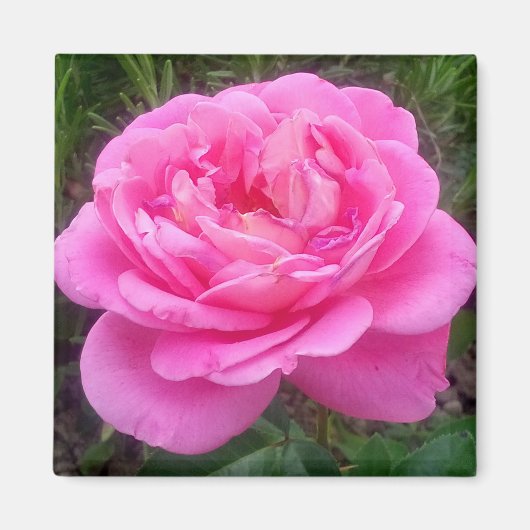 Romantic Pink Rose "Leonardo Da Vinci" Magnet (Voorkant)